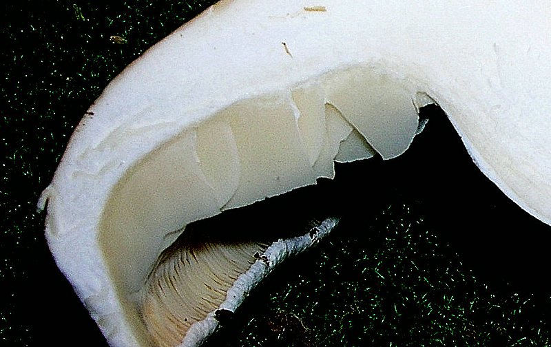 Leucopaxillus alboalutaceus (F.H. Mller & Jul. Schff.) Ml